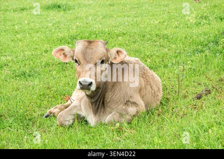 Junge Kälber ruhen friedlich auf einer frischen grünen Frühlingswiese auf dem Land. Stockfoto