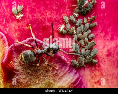 Makroaufnahme von Blattläusen auf rosafarbenen Pfingstrosenblättern, die Insektenmutualismus und Gartenschädlingsinteraktion zeigen Stockfoto