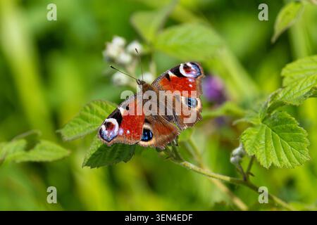 Pfauenblume "Aglais io" ernährt sich von wild wachsenden Blumen im Sommer. Oberseite des Insekts mit bunten Flügeln geöffnet. Dublin, Irland Stockfoto