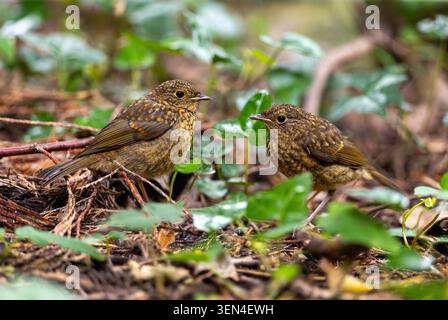 Zwei europäische Rotkehlchen-Babys im Unterholz im Garten. Junge Geschwisterküken mit gesprenkelten braunen Federn auf dem Boden, die auf die Eltern warten. Irland Stockfoto