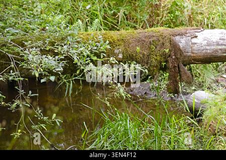 Ein moosbedeckter, gefallener Baumstamm überquert einen ruhigen Waldbach im Robe Canyon, Washington, und zeigt Textur, Vegetation und ruhige Wildnis. Stockfoto
