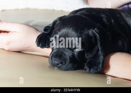 Ein schwarzer Welpe schläft ruhig auf einem Personenarm. Das Hündchen sieht in einem gemütlichen Innenraum bequem und bequem aus. Das Sonnenlicht beleuchtet sanft den sc Stockfoto