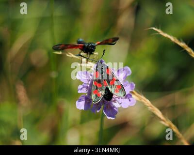 Zwei sechs Spot-burnet-Motten (Zygaena filipendulae) - einer im Flug - tagesfliegende giftige Motten, die sich an Scabious-Blüten auf der Isle of Wight, England, Großbritannien, ernähren Stockfoto