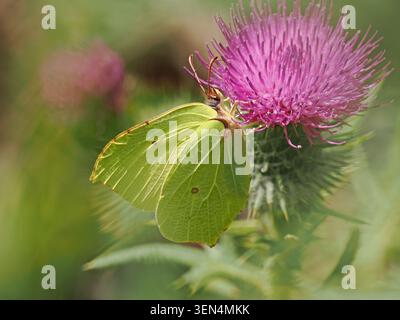 Schwefel-Schmetterling (Gonepteryx rhamni) ernährt sich von Nektar der violetten Distelblüte in Wiltshire, England, Großbritannien Stockfoto