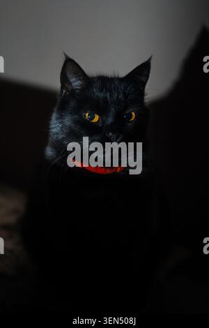Schwarze Katze mit orangefarbenem Kragen und gelben Augen, die in einem dunklen Zimmer zur Seite schauen Stockfoto