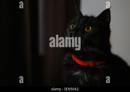 Nahporträt einer schwarzen Katze mit orangefarbenem Kragen, die vor dunklem Hintergrund aufblickt Stockfoto