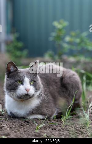 Graue und weiße Hauskatze, die auf dem Boden im Garten des Hinterhofs liegt und zur Seite blickt Stockfoto