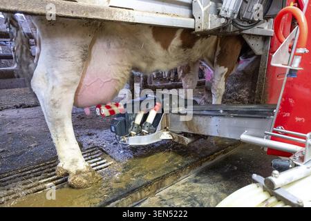 Bauernhof, Kühe, Fleckvieh, Milchkühe im Melkstand, Melkmaschine, Melkroboter im Einsatz, Ebersbach, Baden-Württemberg, Deutschland Stockfoto