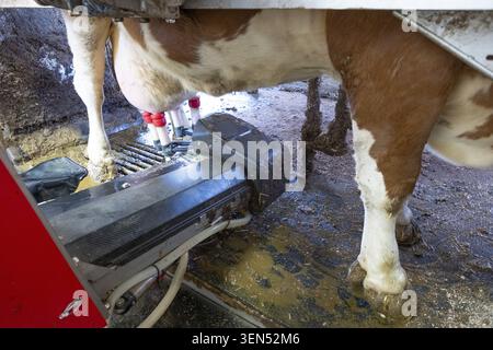 Bauernhof, Kühe, Fleckvieh, Milchkühe im Melkstand, Melkmaschine, Melkroboter im Einsatz, Ebersbach, Baden-Württemberg, Deutschland Stockfoto