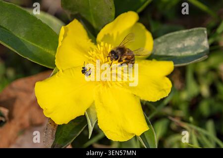 Kleine australische Native Bee und Europäische Honey Bee sammeln Pollen und Nektar auf einer australischen Hibertia Blume Stockfoto