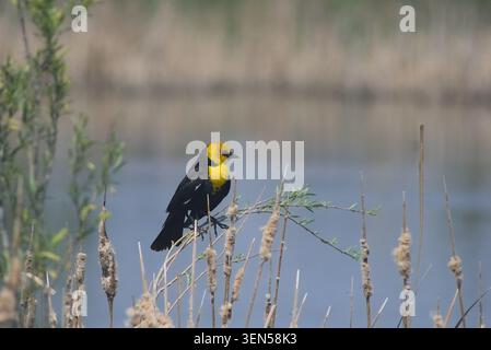 Männlicher gelbköpfiger Schwarzvogel (Xanthocephalus xanthocephalus) auf Schilf mit Blick auf einen ruhigen Feuchtteich Stockfoto