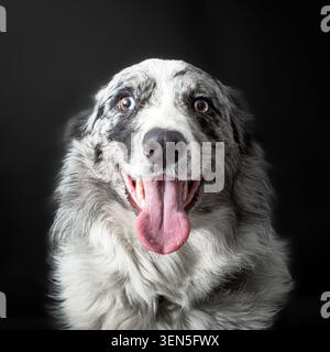 Border Collie 4 Monate alt Stockfoto