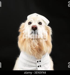 Weißer Deutscher Schäferhund. Hochformat Stockfoto