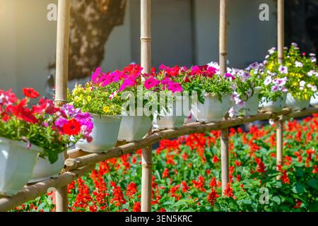 Bunte Blumen Petunien in weißen Töpfen sind ordentlich auf Bambusstützen in einem lebendigen Garten mit roten und violetten Blüten angeordnet. Stockfoto