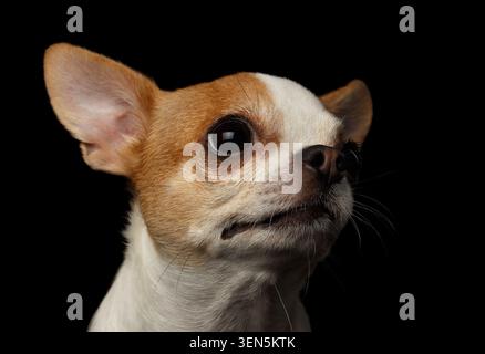 Chihuahua-Hund mit braunem und weißem Fell und geschlossenen Augen auf schwarzem Hintergrund, Studioporträts Stockfoto