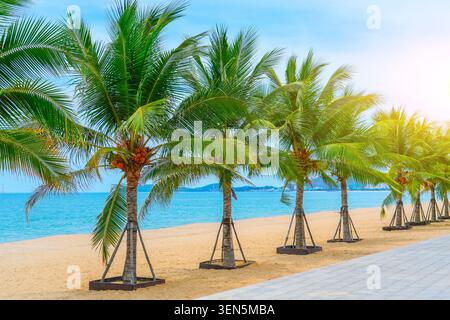 Eine Reihe von Kokospalmen auf einem sonnigen Sandstrand mit Steinpflastersteinen. Stockfoto