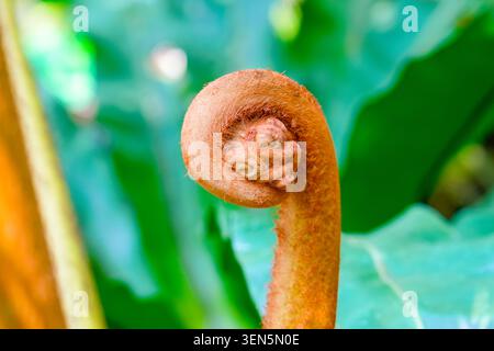 Braune Schote eines großen Blattes eines tropischen Farns, das sich ganz nah entfaltet. Stockfoto