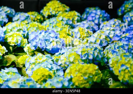 Hortensie macrophylla Zierstrauch mit gelben und blauen Blumenköpfen. Hortensie Gartenhecke. Mehrfarbige Hortensia-Blüten. Französische Hortensie blühen Stockfoto