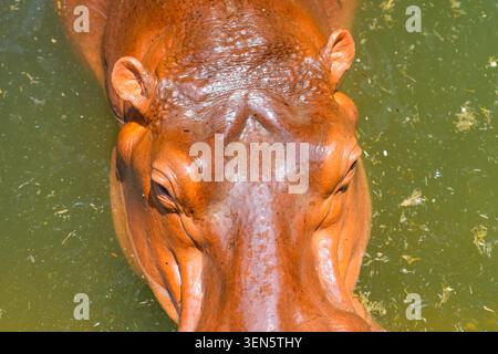 Flusspferde tauchten teilweise in einen grünen Teich ein, während sie sich gegenseitig an der warmen Sonne über dem Wasser erfreuten Stockfoto