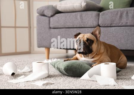 Schelmischer französischer Bulldogge-Welpe liegt auf Kissen mit verstreuten Toilettenpapierrollen und gebrochener Vase auf Teppich, der Hund blickt direkt auf den Betrachter Stockfoto