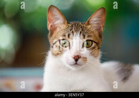 Wunderschönes Porträt einer weißen und grauen Hauskatze mit hellgrünen Augen. Weiches Fell, ruhiger Charakter und ausdrucksstarker Blick in natürlichem Licht. I Stockfoto