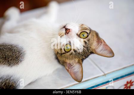 Nahaufnahme einer weißen und grauen Katze mit hellgrünen Augen und weichem Fell. Natürliche Schönheit der Katze, aufmerksamer Blick und detaillierte Gesichtszüge Stockfoto