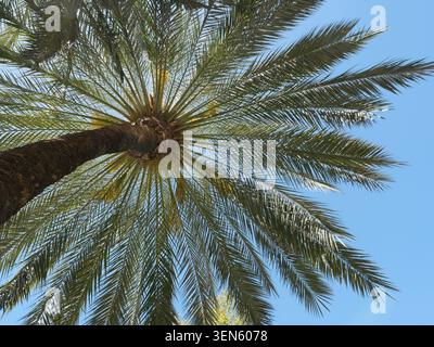 Dattelpalme von unten mit symmetrischer Blattstruktur gegen blauen Himmel. Stockfoto