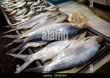 Großaufnahme von großen, frischen Silberfischen mit glänzenden Skalen auf Markttablett Stockfoto