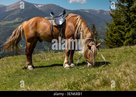 Sattlerpferd Weidet In Mountain Meadow. Braunes gesatteltes Pferd weidet friedlich auf einer sonnigen Alpenwiese mit Wald, Bergen und blauem Himmel im Stockfoto