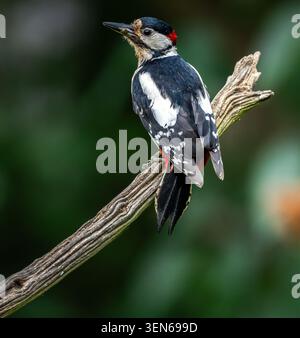 Ein männlicher Großspecht, der auf einem Ast eines toten Baumes in einem Garten in North Norfolk, Großbritannien, thront Stockfoto