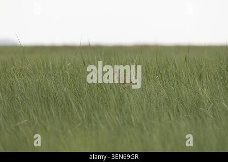Gemeiner Rotschenkel, der in hohem Gras in einem Feuchtgebiet an der Küste steht. Stockfoto