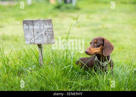Hund Dackel Gras Schild Haustier Wiese brauner Kragen Warnung Hund ruht in hohem Gras in der Nähe hölzernen Warnschild für Loch Vorsicht, ruhige Haustier Szene Ou Stockfoto