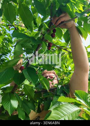 Mann erntet süße rote Kirschen in einem Garten auf Bauernhof unter schützendem Vogelnetz an einem sonnigen Sommertag Stockfoto