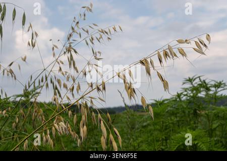 Wilde Haferpflanzen blühen auf einem lebendigen grünen Feld, das ihre einzigartigen Samenköpfe vor dem Hintergrund des bewölkten Himmels zeigt, was ihre Rolle im Ökosystem unterstreicht Stockfoto