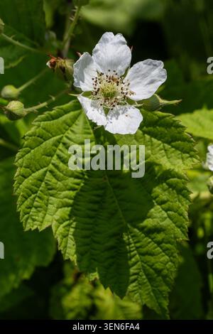 Eine brombeerpflanze zeigt eine zarte weiße Blume umgeben von üppig grünen Blättern unter hellem Sonnenlicht in einem Garten. Die Natur blüht mit diesem Sp Stockfoto