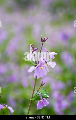 Violette Chinesische Kresse (Orychophragmus violaceus) Blüten mit Wassertropfen im Frühlingsfeld Stockfoto