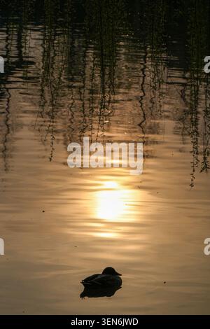 Silhouette Ente schwimmt auf dem See unter hängenden Trauerweidenzweigen, goldene Sonnenuntergangsspiegelung auf plätscherndem Wasser Stockfoto