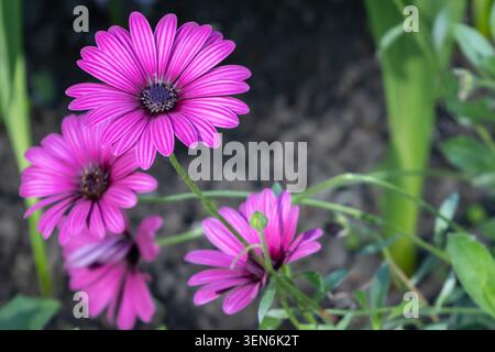 Leuchtende violette afrikanische Gänseblümchen blühen im Garten. Wunderschöne lila Osteospermum (afrikanische Gänseblümchen) Blüten in voller Blüte mit grünen Blättern und Stockfoto