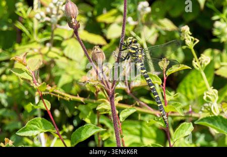 Goldene Libelle, (Cordulegaster boltonii), männlich stehend, Cornwall, Großbritannien. Stockfoto