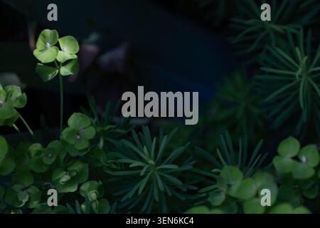 Hochwinkelansicht der grünen Zypresse Spurge Euphorbia cyparissias Pflanzen, schöner natürlicher Hintergrund. Stockfoto