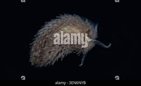 Aeolidia filomenae Nacktschnecke in einem Felsenbecken in Falmouth, Cornwall, Großbritannien. Meeresschnecke, fotografiert in ihrem natürlichen Lebensraum zwischen den Gezeiten. Stockfoto
