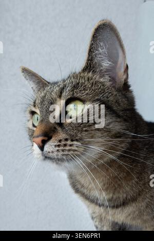 Nahporträt einer Tabbykatze mit grünen Augen vor einem weichen neutralen Hintergrund Stockfoto