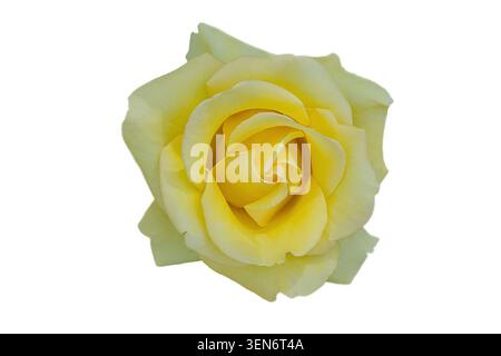Wunderschöne gelbe Rose isoliert. Baden Baden, Gönner Anlage, Deutschland, Europa Stockfoto