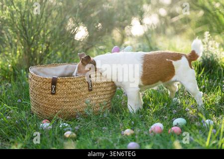 Jack Russell Terrier steht neben Korb, umgeben von bunten Ostereiern auf grünem Rasen Stockfoto