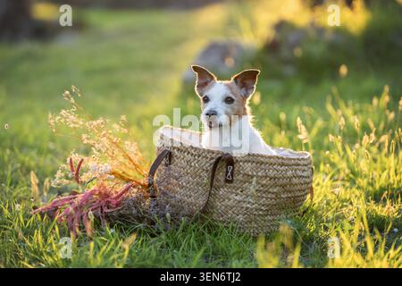 Jack Russell Terrier sitzt bequem im Korb mit getrockneten Blumenarrangements auf grüner Wiese bei Sonnenuntergang Stockfoto