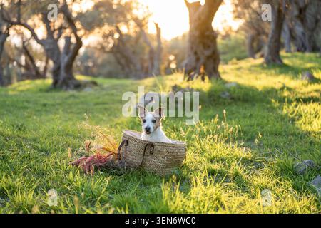 Jack Russell Terrier im Korb auf grasbewachsenem Rasen unter Olivenbäumen mit warmem goldenem Sonnenlicht und weichem Bokeh Stockfoto