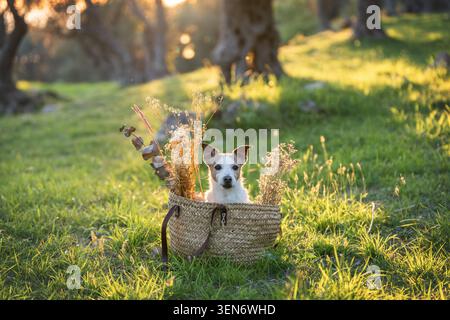 Jack Russell Terrier Porträt in Korb, umgeben von goldenem Abendlicht in malerischem Olivenhain Stockfoto