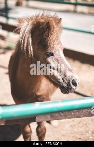 Nahprofil-Porträt eines kleinen braunen Ponypferdes hinter einem Zaun Stockfoto