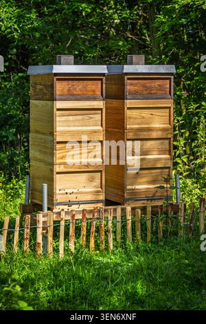 Holzbienhäuser in Wildblumenwiesen und ländlicher Landschaft Stockfoto