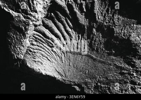 Dramatisches Schwarzweiß-Makrofoto mit hohem Kontrast und einem Rippenmuster auf der Oberfläche eines Felsens. Stockfoto